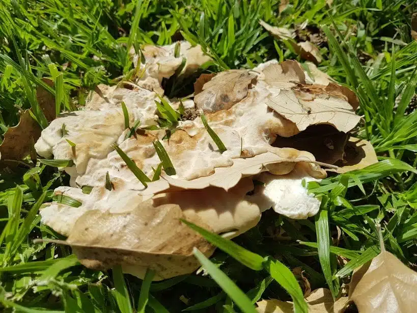 קצפית גינה