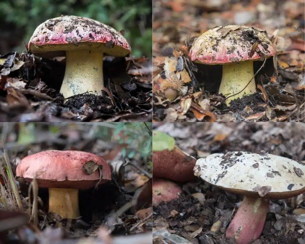 גושית - rubroboletus