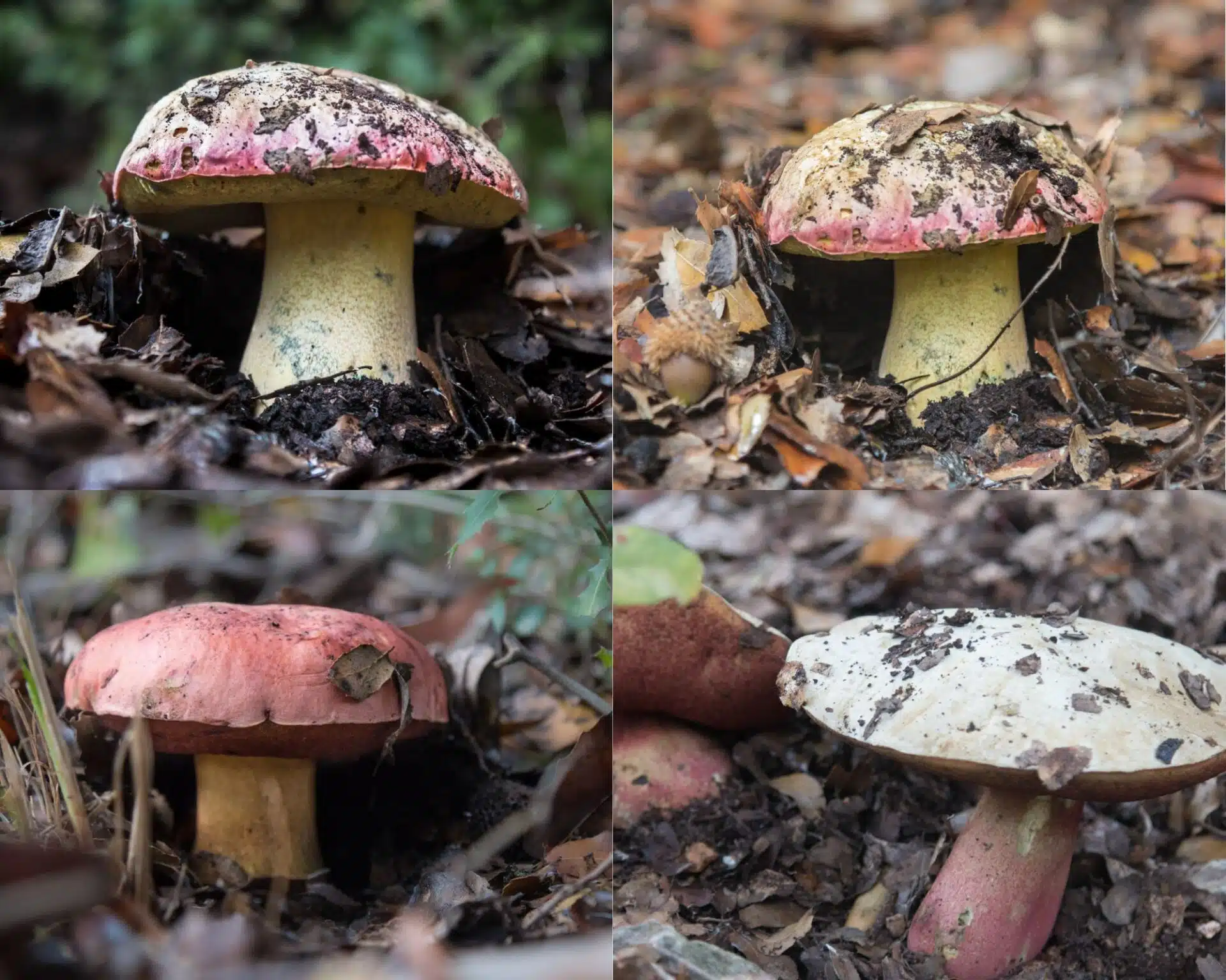 גושית - rubroboletus