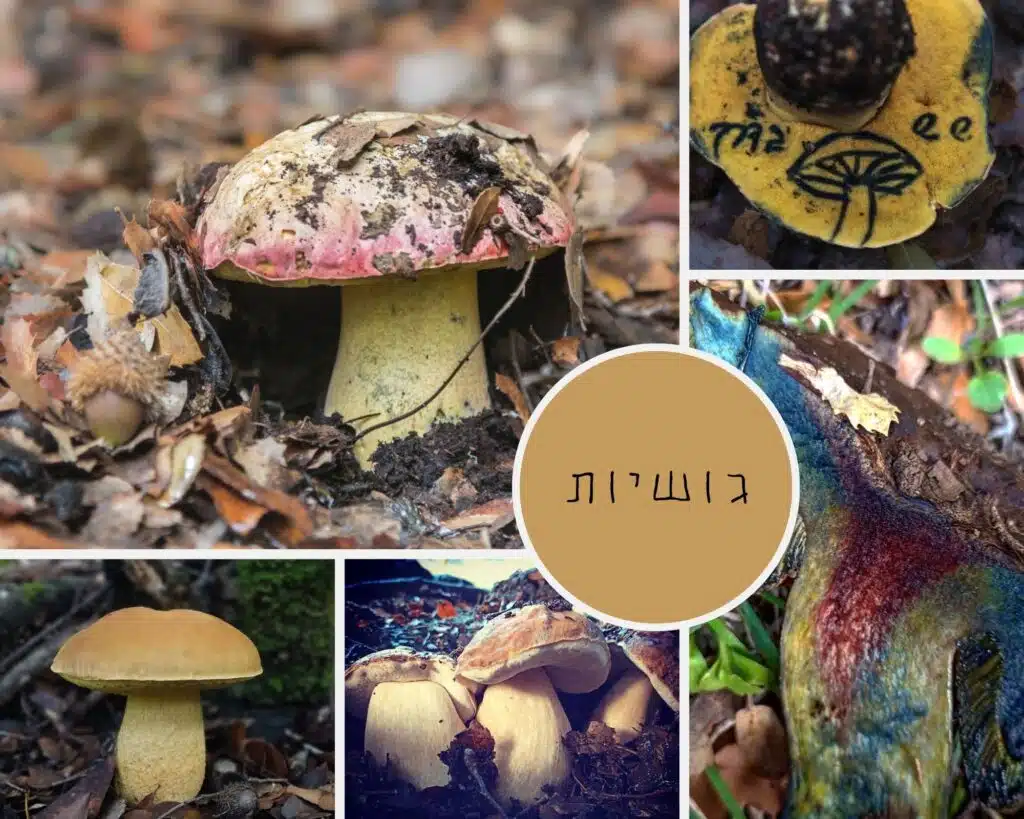 קולאז' גושיות לפוסט
