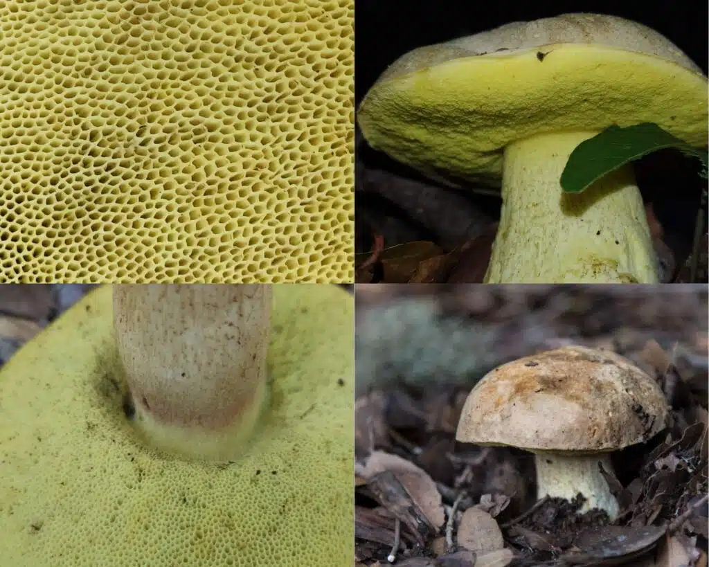 גושית - Hemileccinum