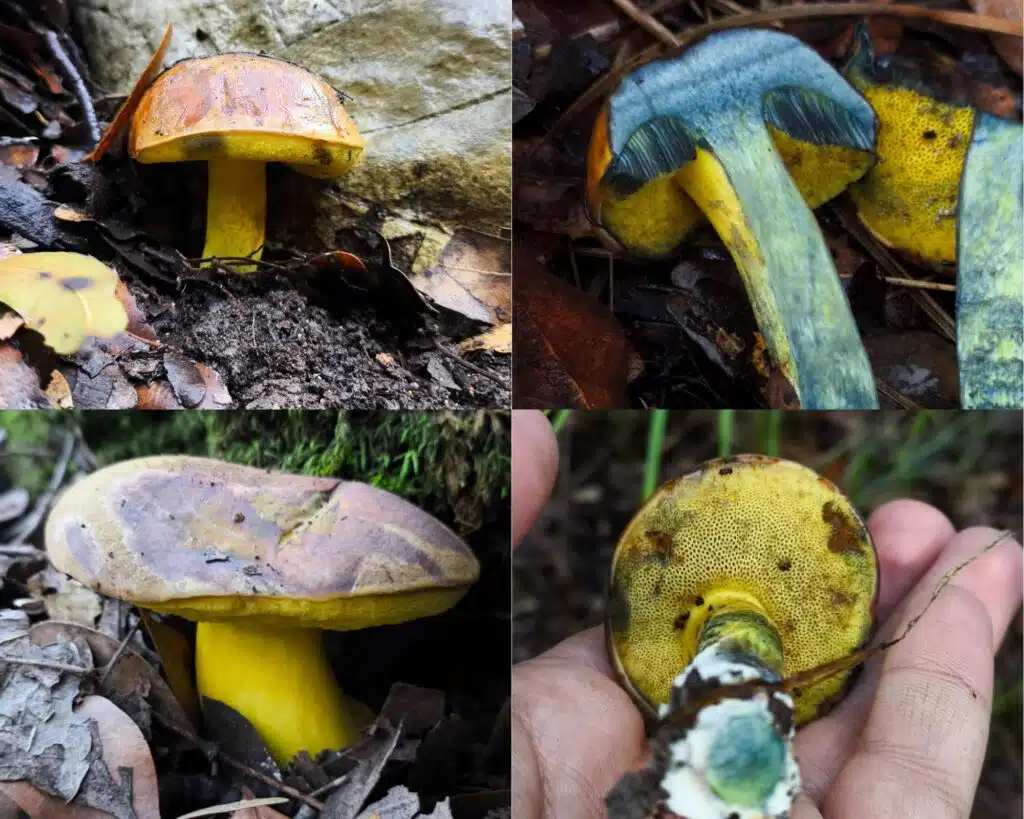 גושית - Cyanoboletus