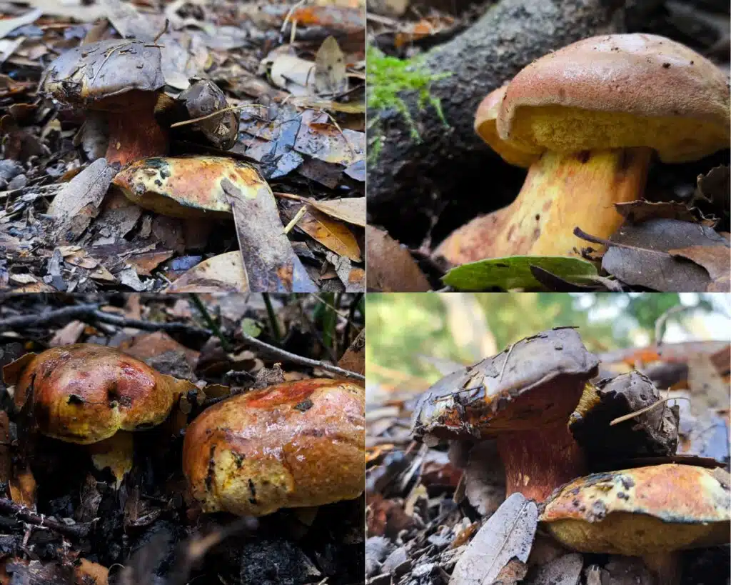 גושית - Cupreoboletus