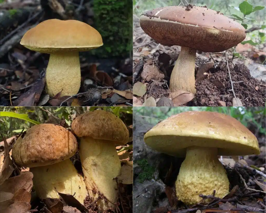 גושנית - Leccinum