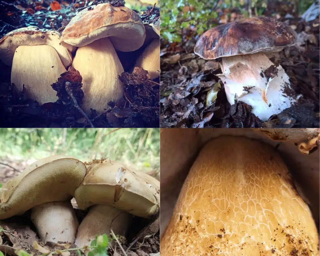 גושית - boletus