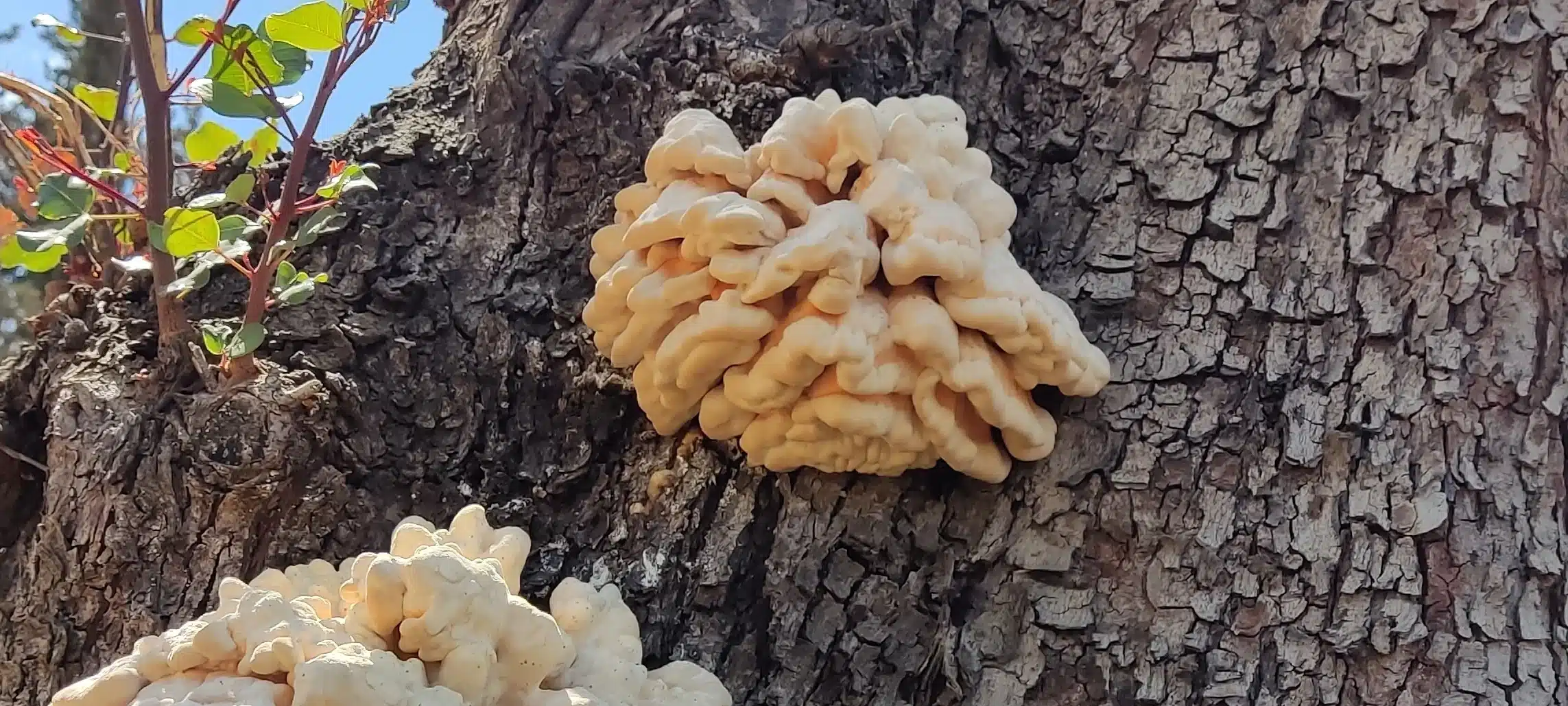 נקובית חלמונית כמות גדולה, צבעים דהויים