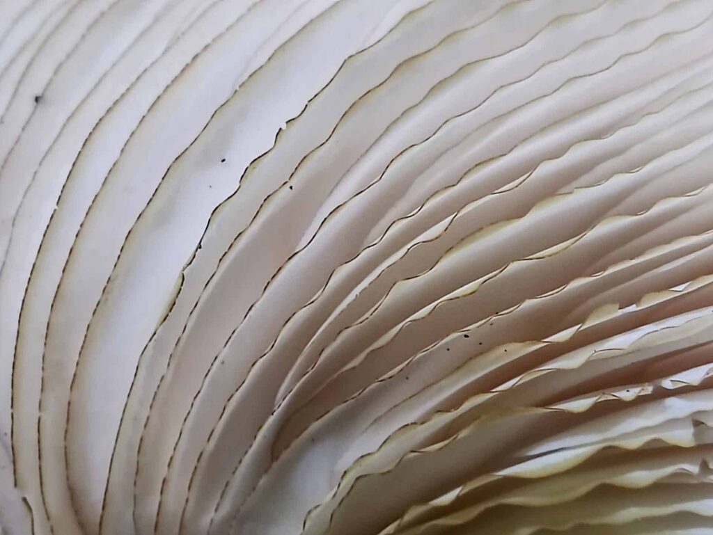 Marginate gills